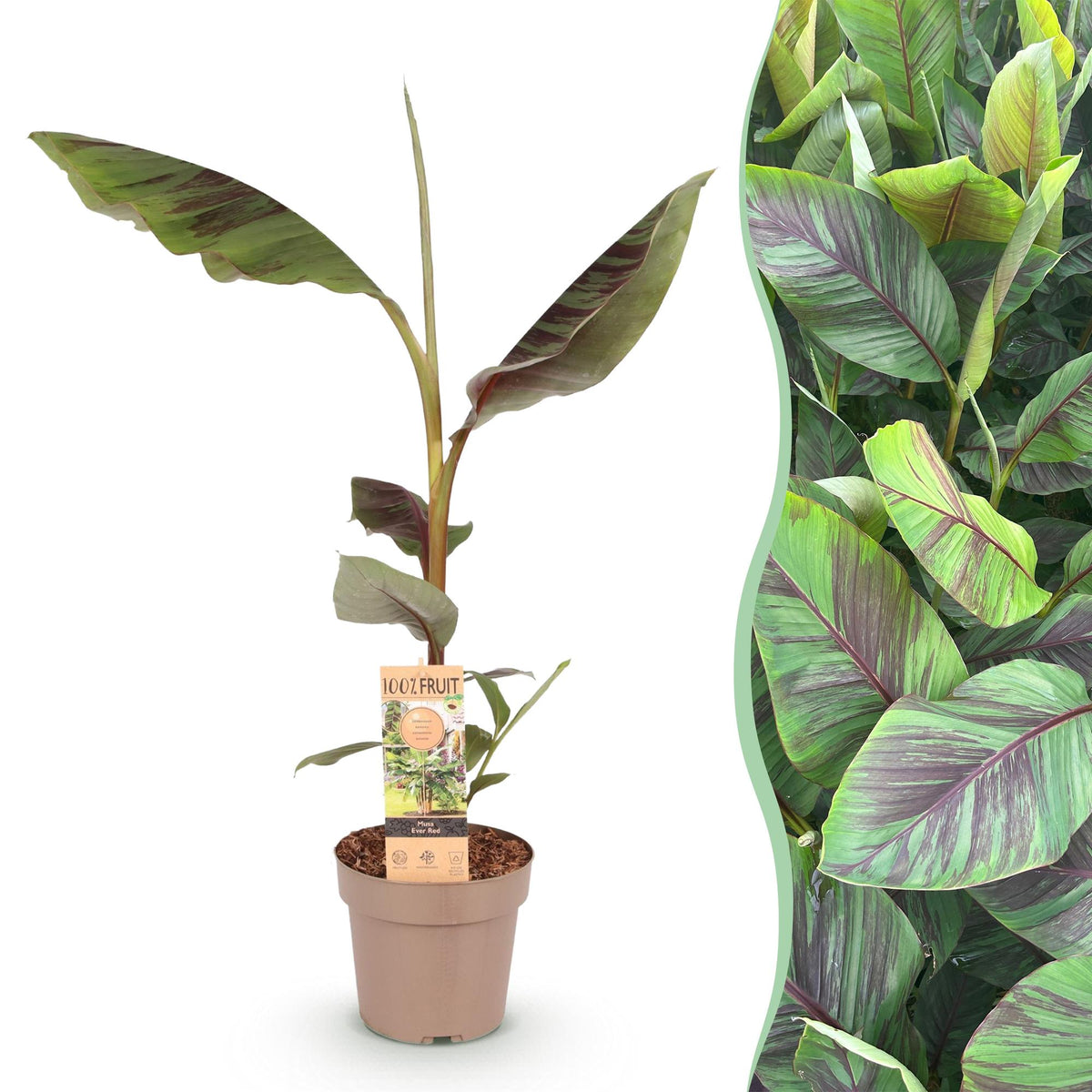 Green boutiQ - Obstpflanze - Japanische Faserbanane - Musa Ever Red - Winterhart - Topf 21cm Höhe 90cm