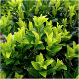 Fusain du Japon Green Spire en mini-pot - Euonymus japonicus - H 15 cm, pot Ø7 cm - photo 3