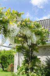 Wisteria floribunda Alba - Weiße Glyzinie - Ø15cm - ↕65cm