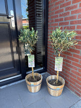Green boutiQ - Gartenpflanze - Olea Europaea - Hochstamm - Terrassenpflanze - Immergrün - Pflegeleicht - Topf 19cm Höhe 90cm