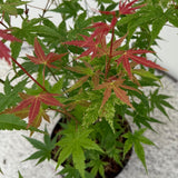 Green boutiQ - Terrasplant - Japanischer Ahorn - Acer palmatum Phoenix - Rosa - 1 Pflanze - Laubabwerfend - Topf 19cm Höhe 70cm