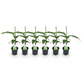 Green boutiQ - Obstpflanze - Bananenpflanze - Musa Basjoo - Winterhart - 6 Pflanzen - Topf 12cm Höhe 30cm