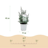 Green boutiQ - Terrassenpflanze - Eukalyptusbaum - Eucalyptus gunnii - Grau - 6 Pflanzen - Winterhart - Topf 17cm Höhe 40cm