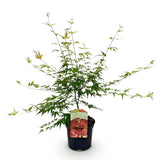 Green boutiQ - Terrassenpflanze - Japanischer Ahorn - Acer palmatum Pink Dwarf - Rosa - 1 Pflanze - Laubabwerfend - Topf 19cm Höhe 70cm