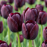 Tulipe triomphe violet foncé - 48 bulbes