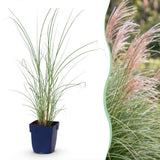 Eulalie Morning Light - Miscanthus sinensis - H 15-25 cm, pot Ø11 cm