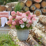 Hortensia paniculé Groundbreaker Blush - H 20-25 cm, pot Ø14 cm - photo 4