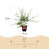 Green boutiQ - Terrassenpflanze - Japanischer Ahorn - Acer palmatum Pink Dwarf - Rosa - 1 Pflanze - Laubabwerfend - Topf 19cm Höhe 70cm