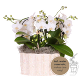 Orchidées Phalaenopsis blanches Niagara Fall en coupe Oyster - bouquet retombant de 6 hampes - H 40 cm, pots Ø9 cm