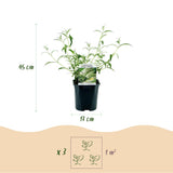 Green boutiQ - Gartenpflanze - Buddleja davidii Tricolour - Schmetterlingsstrauch - Winterhart - Blau - Rosa - Weiß - 3 Pflanzen - Topf 17cm - Höhe 45cm