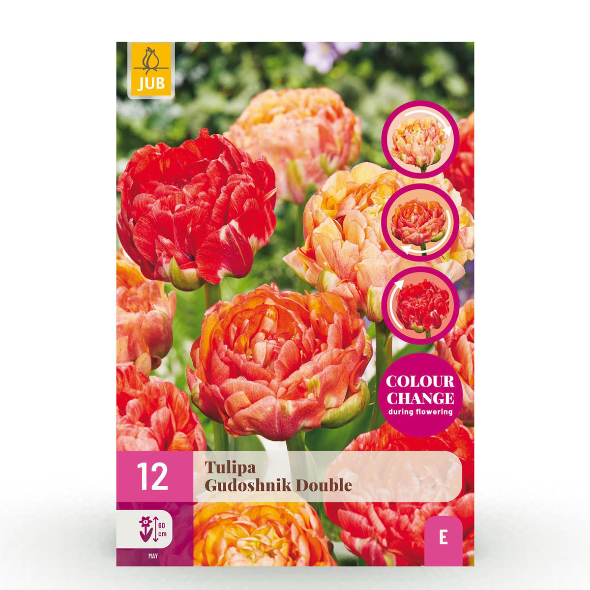 Green boutiQ - Blumenzwiebeln - Tulpe Gudoshnik Double - Gefülltblühend - 12 Stück - Zwiebelgröße 11/12 - XXL Pack