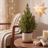 Épicéa nain de l'Alberta Conica - Sapin de Noël vivant - photo 3