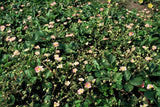 Fraisier des bois en godet - Fragaria vesca - H 10-25 cm, pot Ø9 cm - photo 6