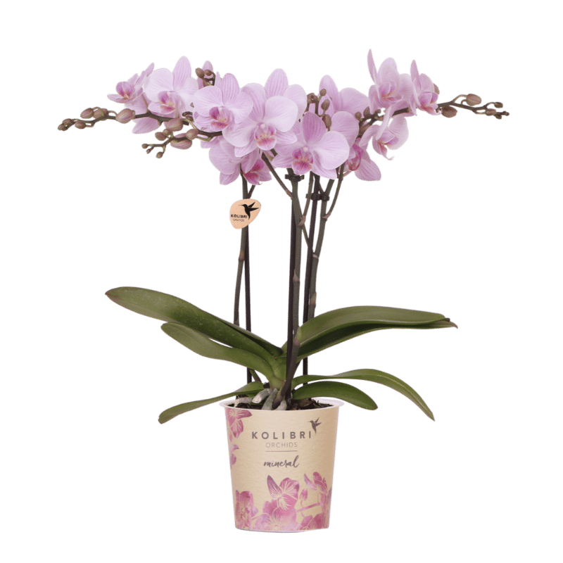 Orchidée Phalaenopsis rose Mineral Chamberry - H 35 cm, pot Ø9 cm
