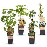 Mélange de petits fruits : groseille, mûre, framboise et myrtille - H 50 cm, pot Ø15 cm