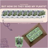 8 x 6er Set Lavendel angustifolia - 48 x Ø7 cm - ↕15 cm