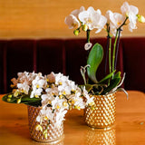 Orchidées Phalaenopsis blanches Botanic Nazaré - lot de 2 ou 4 - pot Ø9 cm