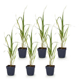 Molinie Karl Foerster - Molinia arundinacea - H 15-25 cm, pot Ø11 cm - photo 2