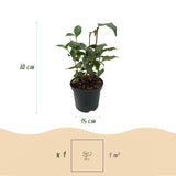 Green boutiQ - Sträucher - Camelia japonica Tricolour - Blüte Rosa, Weiß und Rot - 3 Pflanzen - 1 m2 - Immergrün - Topf 15cm Höhe 30cm