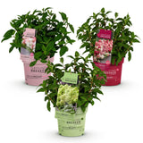 Green boutiQ - Gartenpflanze - Hydrangea paniculata Groundbreaker Blush - Greeny - Ruby - Rispenhortensie - Kompakt - Rosa-Grün-Rot - 3 Pflanzen - Topf 14cm - Höhe 20-25cm