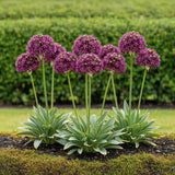 Green boutiQ - Blumenzwiebeln - Allium Miami - Farbe Lila - 15 Stück - Zwiebelgröße 10/11 - XXL Pack