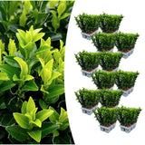 Fusain du Japon Green Spire en mini-pot - Euonymus japonicus - H 15 cm, pot Ø7 cm