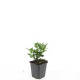 Aster ageratoides Stardust en godet - Aster d'Asie - H 10-25 cm, pot Ø9 cm - photo 3