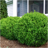 12 x 6er-Pack Buxus NewGen Freedom – Winterharte Immergrüne Sträucher 72 x Ø7 cm - ↕15 cm | Kompakter Buchsbaum