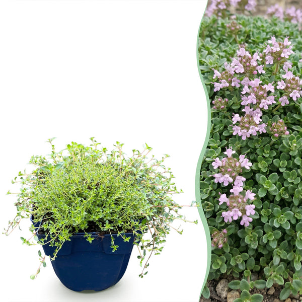 Thym rampant Minor - H 15-25 cm, pot Ø11 cm