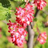 Green boutiQ - Hecken & Sträucher - Ribes sanguineum Kind Edward - Blüte Rot - 1 Pflanze - Laubabwerfend - Pflegeleicht - Topf 17cm Höhe 45cm