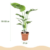 Green BoutiQ - Zimmerpflanzen - Strelitzia Nicolai - Paradiesvogelblume - Pflegeleicht - Grün - 1 Pflanze - mit weißem Topf - Topf 21cm - Höhe 110-120cm