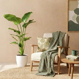 Green BoutiQ - Zimmerpflanzen - Strelitzia Nicolai - Paradiesvogelblume - Pflegeleicht - Grün - 1 Pflanze - mit weißem Topf - Topf 21cm - Höhe 110-120cm