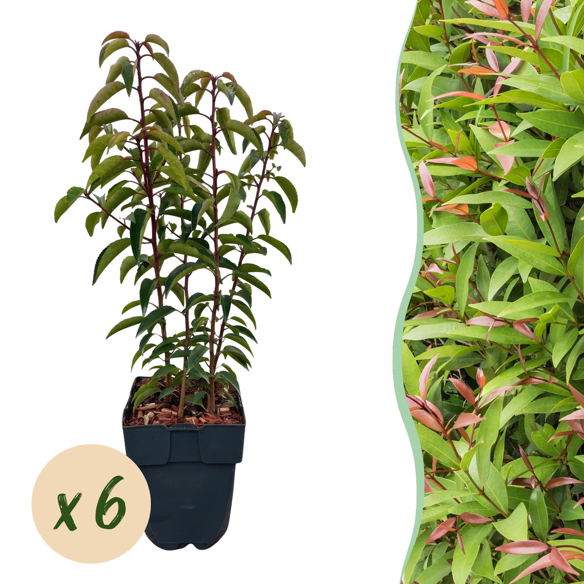 Green boutiQ - Haagpflanzen - Prunus lusitanica Angustifolia - grünes Blatt - 6 Pflanzen - 1 laufender Meter - immergrün - Topf 17cm Höhe 50cm