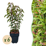 Green boutiQ - Haagpflanzen - Prunus lusitanica Angustifolia - grünes Blatt - 6 Pflanzen - 1 laufender Meter - immergrün - Topf 17cm Höhe 50cm