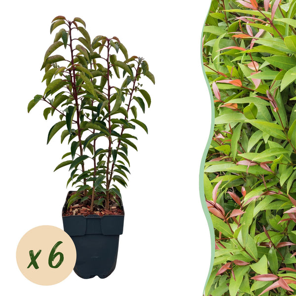 Green boutiQ - Haagpflanzen - Prunus lusitanica Angustifolia - grünes Blatt - 6 Pflanzen - 1 laufender Meter - immergrün - Topf 17cm Höhe 50cm
