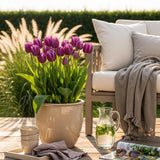 Green boutiQ - Blumenzwiebeln - Tulpe Triumph Purple - Farbe Lila - 15 Stück - Zwiebelgröße 11/12 - XXL Pack