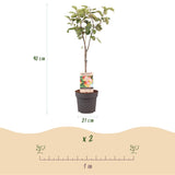 Green boutiQ - Obstbaum - Apfelbaum - Malus domestica Jonagold - Gelbgrüner Apfel - Topf 21cm Höhe 90cm