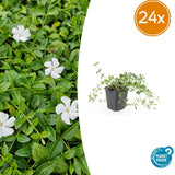 Petite pervenche Gertrude Jekyll en godet - Vinca minor - H 10-25 cm, pot Ø9 cm