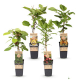 Collection de kiwis à pollinisation croisée - H 50 cm, pot Ø15 cm