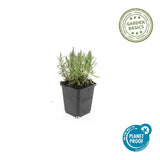 Lavande Munstead en godet - Lavandula angustifolia - H 10-25 cm, pot Ø9 cm - photo 4