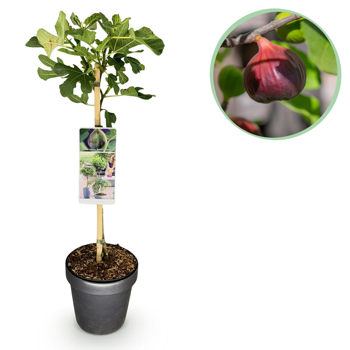 Green boutiQ - Gartenpflanze - Ficus carica Brown Turkey - Hochstamm - Terrassenpflanze - Laubabwerfend - Pflegeleicht - Topf 19cm Höhe 90cm