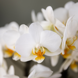 Kolibri Orchids - Überraschungs-Mix-Box - Pflanzen-Vorteilspaket - Überraschungsbox mit 2 verschiedenen Orchideen Ø9cm - frisch vom Züchter