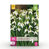 Green boutiQ - Blumenzwiebeln - Galanthus Elwesii - Farbe Weiß - 25 Stück - Zwiebelgröße 5/6 - XXL Pack
