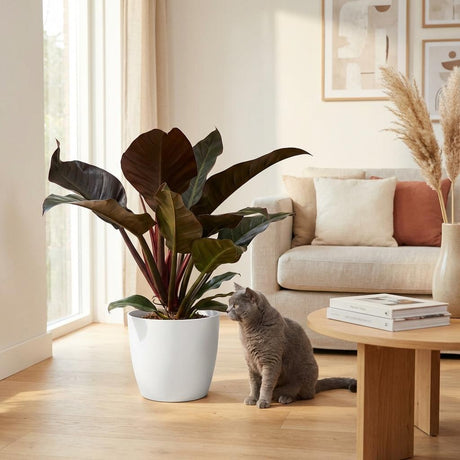 Green boutiQ - Zimmerpflanze - Philodendron - Philodendron Imperial Red - Rot - Wenig Pflege - 1 Pflanze - Topf 19cm - Höhe 60cm