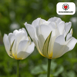 Tulipe White Valley - tulipe blanche - lot de 20 bulbes calibre 11/12