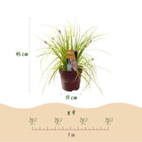 Green boutiQ - Ziergräser - Carex oshimensis Everillo - Gelb - 2 Pflanzen - Immergrün - Wenig Pflege - Topf 17cm Höhe 50cm