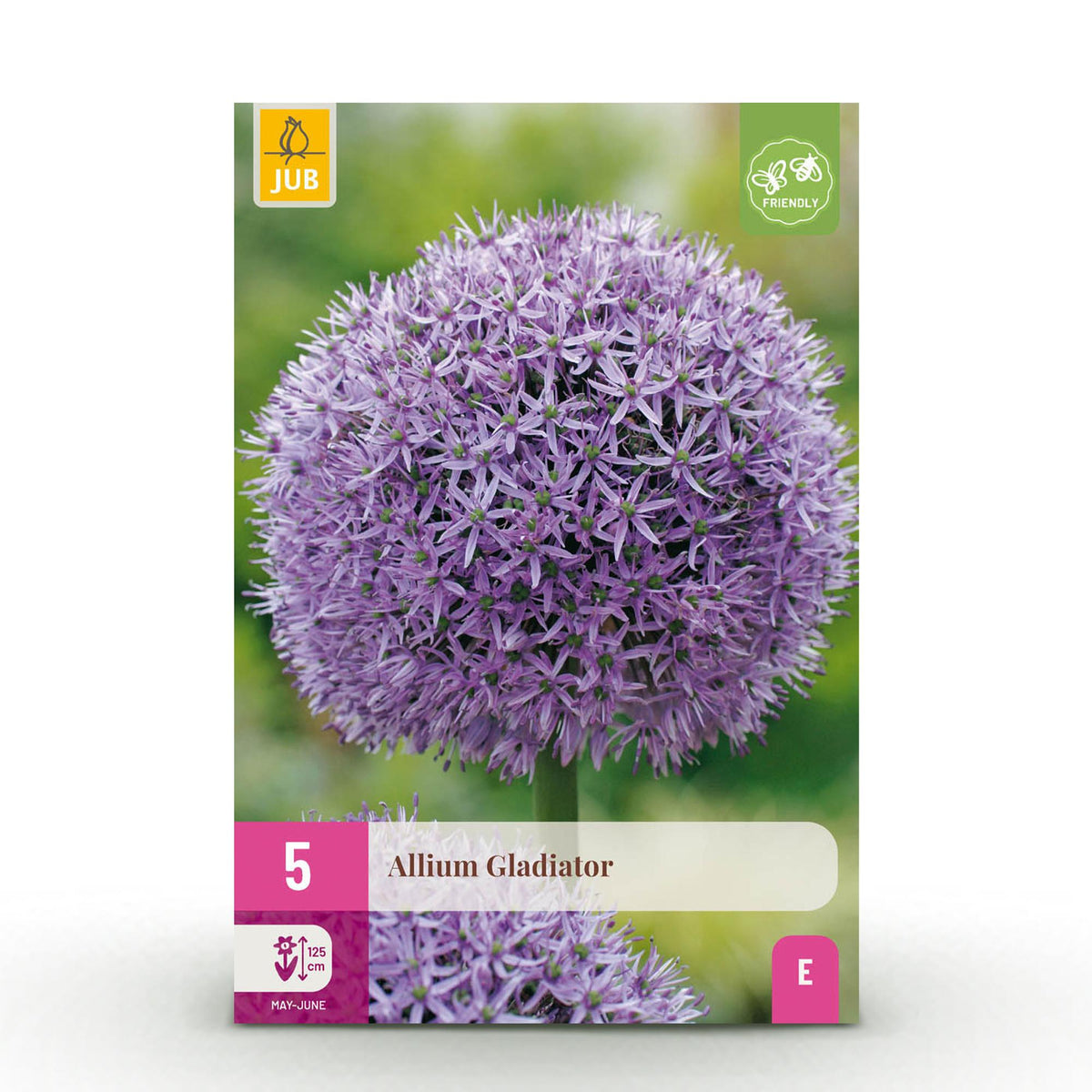 Green boutiQ - Blumenzwiebeln - Allium Gladiator - Farbe Lila - 5 Stück - Knollengröße 16/18 - XXL Pack