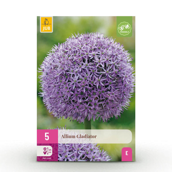 Green boutiQ - Blumenzwiebeln - Allium Gladiator - Farbe Lila - 5 Stück - Knollengröße 16/18 - XXL Pack