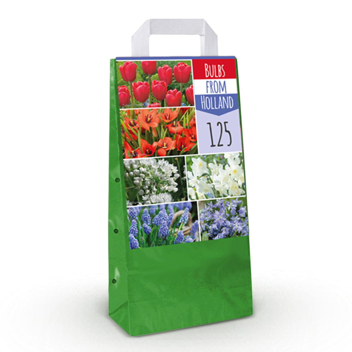 Green boutiQ - Blumenzwiebeln - Bulbs From Holland - Verschiedene Farben - 125 Stück - Geschenkverpackung