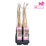 Wisteria floribunda 'Rosea' - Rosa Glyzinie - Ø15cm - ↕65cm
